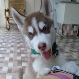 Meet your Posher, Dinora